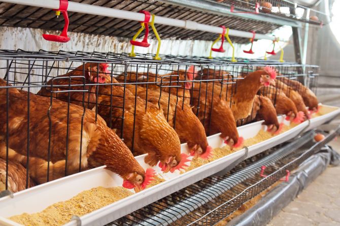 Chickens feeding inside a poultry farm—poultry is a major category in the perishable foods list exported from the U.S. to Mexico